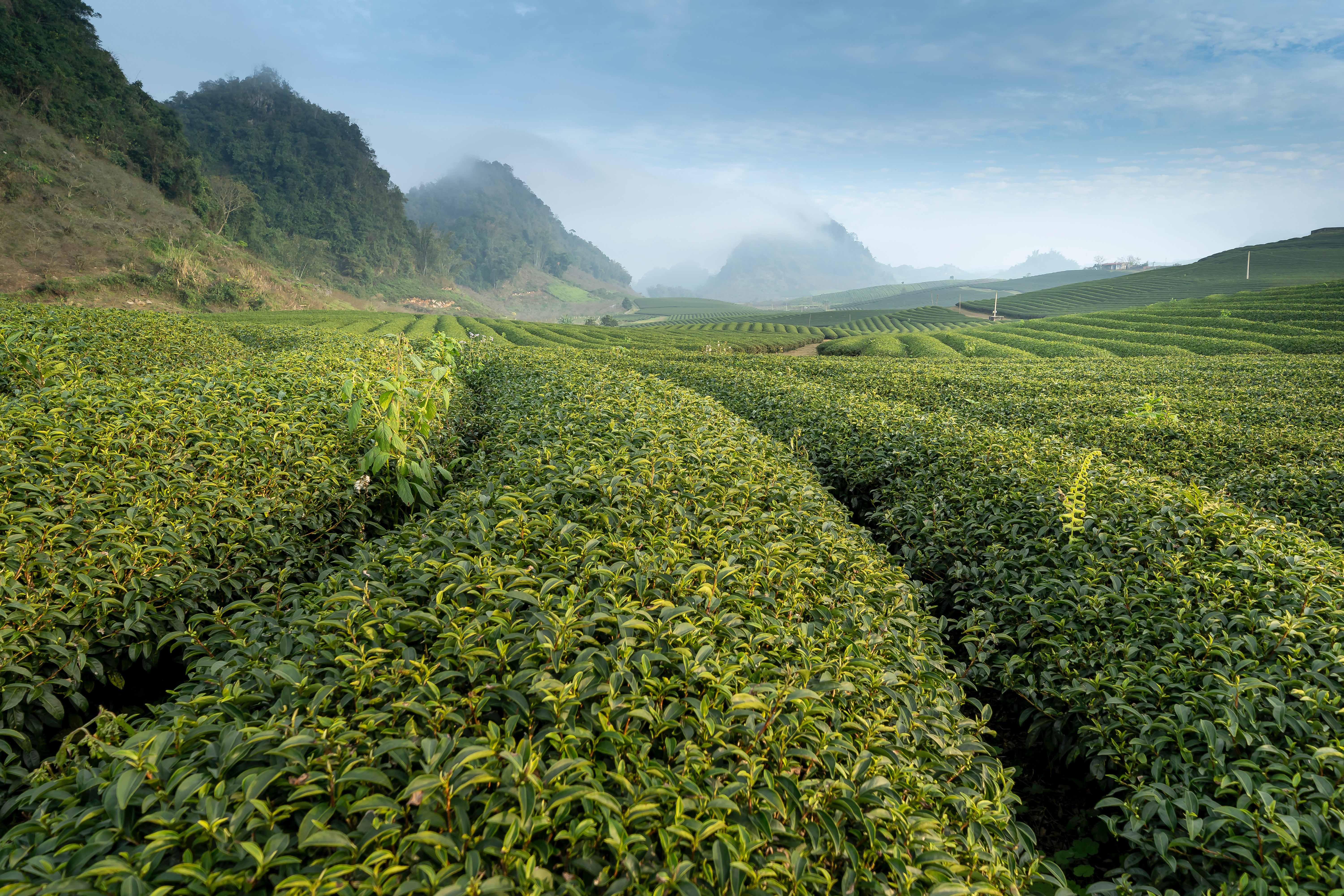 What are the main characteristics of green tea